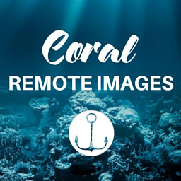 Coral – Remote Images icon