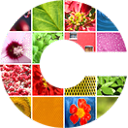 CryptoPhoto icon