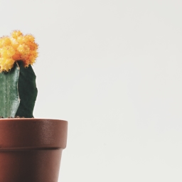 Disable Login Language Switcher icon