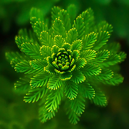 Evergreens – your best content icon