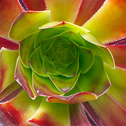 Extended Comments Widget icon