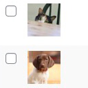 Genesis Taxonomy Images icon