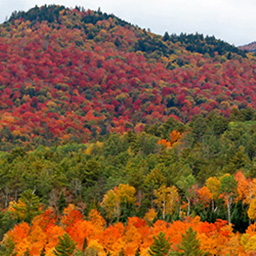 Hello Beautiful icon