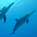 Killed Dolphins Counter icon