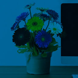 Options for Twenty Nineteen icon