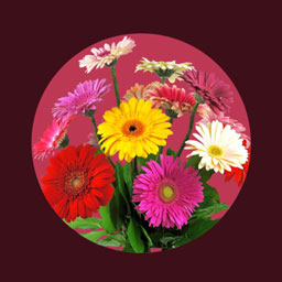 Options for Twenty Twenty icon