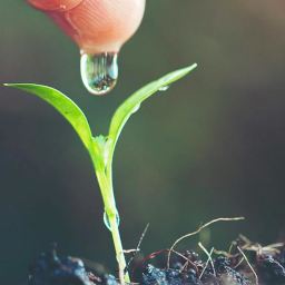 SynField Smart Agriculture icon