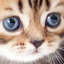 Tabby Responsive Tabs icon