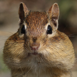 Vendi Cache icon
