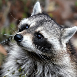 WooCommerce Racoon icon